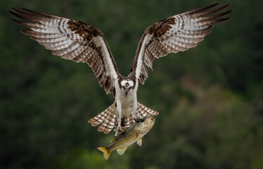 Obraz premium Osprey feeing her chicks in a nest in Florida on a rainy day