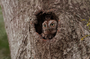 Obraz premium Eastern Screech Owl in Florida 