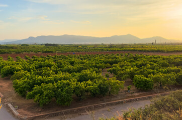 Orange plantations against of mountains at sunset. Orange tree in farm field. Orange mandarin on trees. Farm plantation cultivated in Mediterranean. Harvest season in Spain. Tangerine farm land.