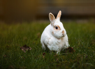 Kaninchen in weiss