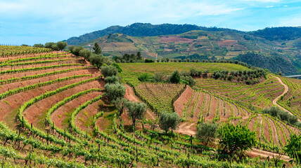 Fototapeta na wymiar Vineyards in the Valley of the River Douro, Portugal