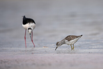 Uzunbacak » Black-winged Stilt » Himantopus himantopus
