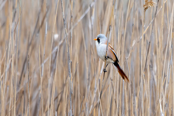 Bıyıklı baştankara » Bearded Reedling » Panurus biarmicus
