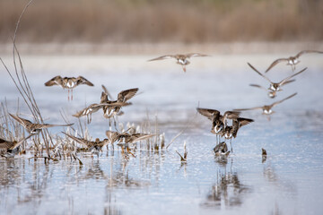 Orman düdükçünü » Wood Sandpiper » Tringa glareola