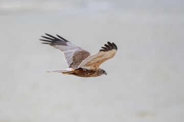 red tailed hawk