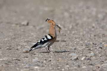 İbibik » Eurasian Hoopoe » Upupa epops