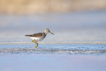 Dövüşkenkuş » Ruff » Calidris pugnax