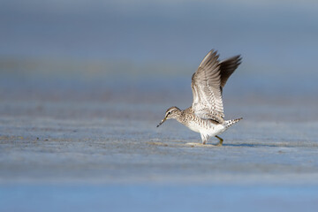 Dövüşkenkuş » Ruff » Calidris pugnax