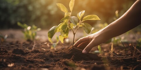 Hands plant a young sapling in a community garden, contributing to a greener and more sustainable urban environment, concept of Environmental stewardship, created with Generative AI Generative AI