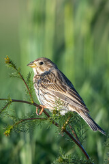 Fototapeta premium Tarla kirazkuşu » Corn Bunting » Emberiza calandra