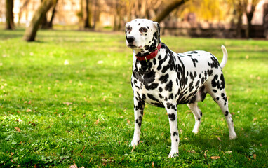 A beautiful Dalmatian dog stands sideways on a green lawn against a spring park background. The dog is eight years old, she looks carefully and cautiously to the side. The photo is blurred.