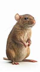 Mouse on white background, vertical.