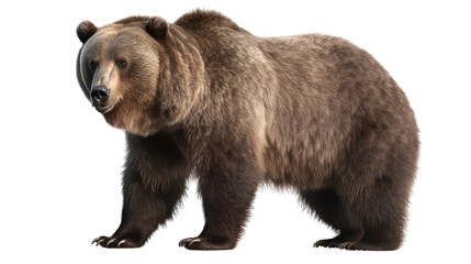 Gizzly Bear isolated on transparent background created with generative AI technology