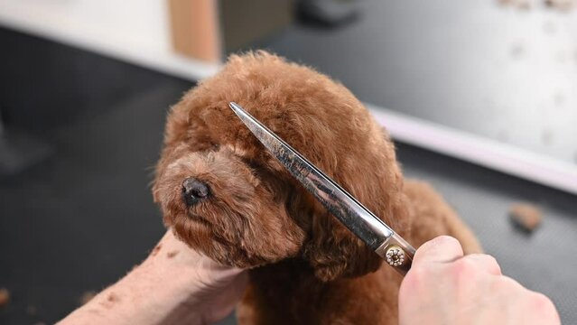 Woman trimming toy poodle with scissors in grooming salon.  Generative AI