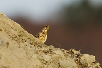 Common linnet (Linaria cannabina) sitting on a pile of dirt in the field in spring.