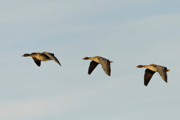 Taiga bean goose (Anser fabalis) flock flying in the sky in spring.