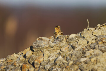 Twite (Linaria flavirostris) sitting on a pile of dirt in the field in spring.