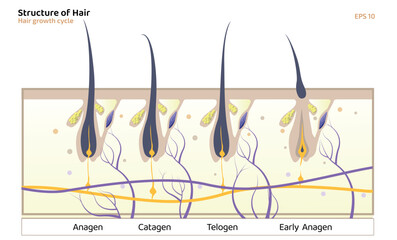 Hair Growth Cycle, anagen, catagen, telogen, early anagen, hair matrix, dermis, epidermis, sebaceous gland, hair follicle, shaft, long hair women template vector illustration. - obrazy, fototapety, plakaty