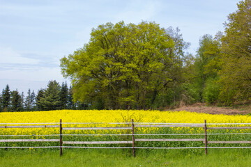 German countryside landscape, Lower Rhine Region, Germany