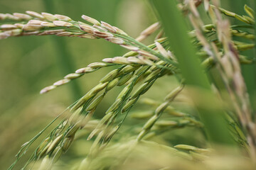 Rice is the main food source in several countries, especially Asia