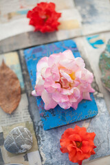 Still Life Photography.