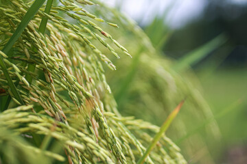 Rice is the main food source in several countries, especially Asia