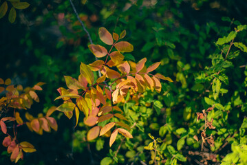 yellow leaves on a tree