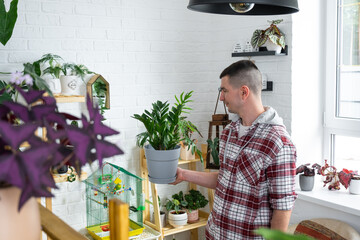 Unpretentious and popular Zamiokulkas in hands of a man in interior of a green house with shelving...