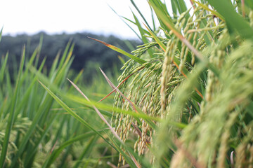 Rice is the main food source in several countries, especially Asia