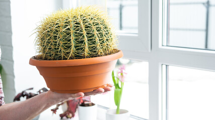 Large echinocactus Gruzoni in the hands of man in the interior near the window on the windowsill of domestic plants. Home crop production, plant breeder admiring a cactus in a pot