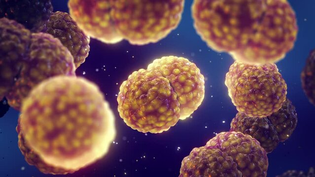 Meningitis bacteria animation, Neisseria meningitidis. Meningococcal meningitis is a bacterial form of meningitis, a serious infection of the thin lining that surrounds the brain and spinal cord.