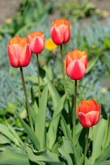 Fototapeta premium Colorful spring flowers on nature background