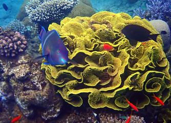 Parrot-fish is named due to its beak-like dental bone with strong teeth and brilliant coloration...