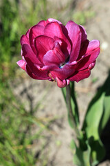 Colorful spring flowers on nature background