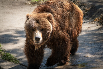 Fototapeta na wymiar Magnificent brown bear photography during her walk