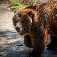 Magnificent brown bear photography during her walk