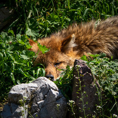 Sofia zoo photography August 2023