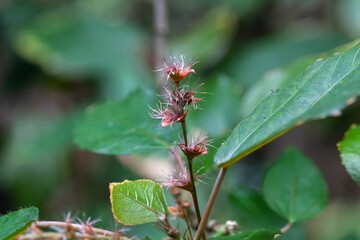 Inflorescence and foliage of a copperleaf, Acalypha wilkesiana