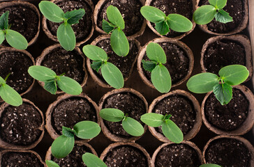 Young fresh cucumber seedling stands in pots.. Cucumber seedlings sprout