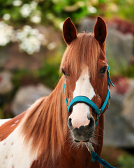 Horse Pony Quarter spotted, two-tone brown and white, head portrait with an attentive look at the camera..
