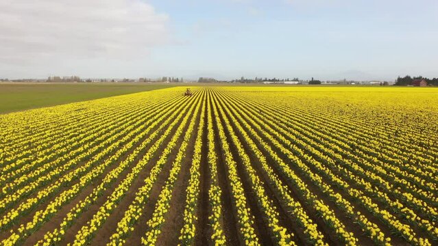 Red Tractor Tilling the Soil Between Flowering Daffodil Rows. The Skagit Valley is known for its Tulip Festival but daffodil production is a close second. Agriculture is the dominant industry here.