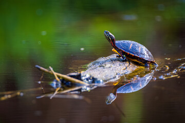 Obraz premium A painted turtle sunbathing