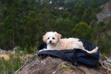 puppy in the mountain