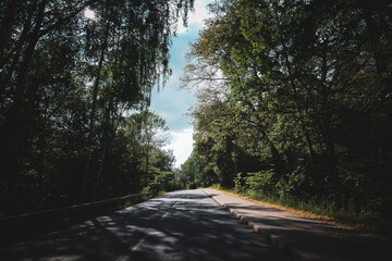 Fototapeta premium road in the woods