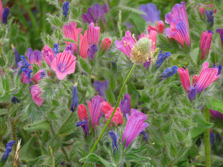 Beautiful multi-colored flowers of Echium judaeum, commonly known as the Judean viper bug in spring in Israel, close-up.