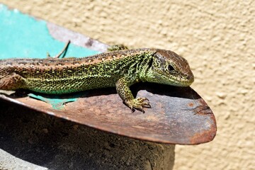 Sand lizard (Lacerta agilis) on a rusty garden shovel in a sun