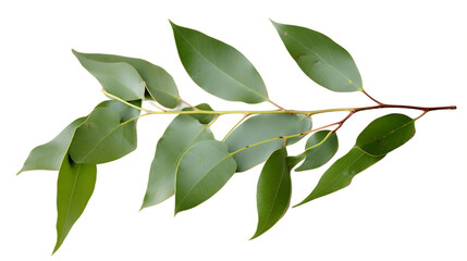 Fresh eucalyptus leaves on tree twig a green foliage PNG transparent