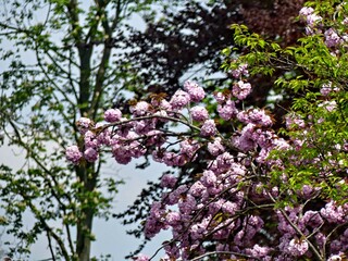 Laeken, April 2023 : Visit of the Belgian Royal Greenhouses - View on different flowers