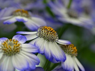 Laeken, April 2023 : Visit of the Belgian Royal Greenhouses - View on different flowers