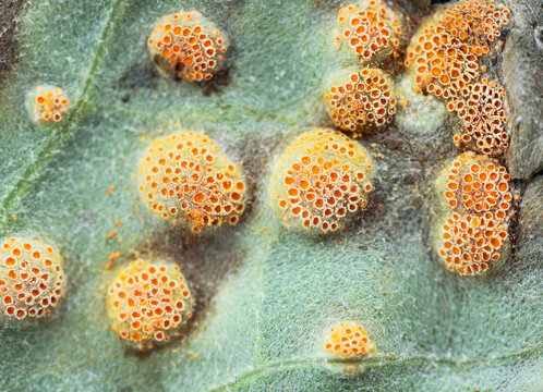 Rust on underside of leaf, close up view. Plant fungal pathogen, Puccinia genus